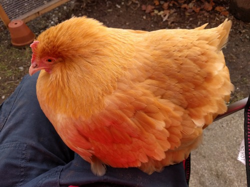 chicken-fluff-butts: the roundest loaf