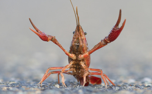 I Dub Thee. Crayfish