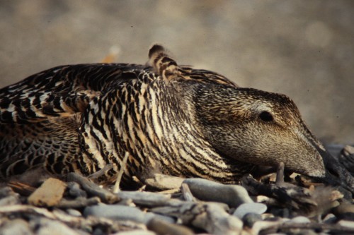 Common Eider (Somateria mollissima)© Marc Hanneman