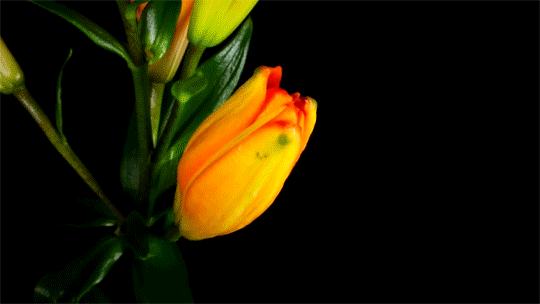 octomoosey : SLOW MOTION BLOOMS GIF PACK 'flower/bloom' gifs...