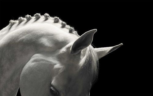 Tim Flach (British, b. 1958, London, England) - Olympia Plaits, Breed: Holstein Name: Cassia from Eq