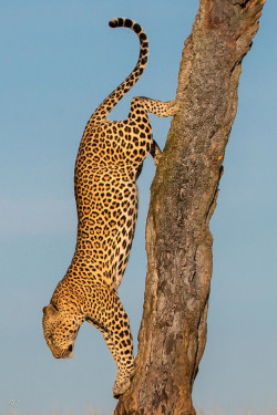  Descend by Riyaz Quraishi Male leopard