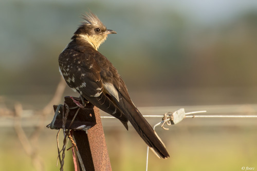 Great Spotted Cuckoo (Clamator glandarius)&gt;&gt;by Fred (1|2)