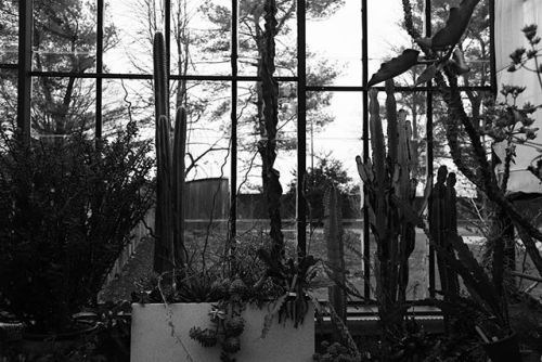 Cacti, in a greenhouse near Arlington, VA. bit.ly/2I6sUM6