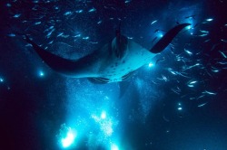 mymodernmet:  Portland-based photographer Mako Miyamoto ventured underwater to capture the mysterious presence of animal life below the surface of the sea. Manta Ray Madness is a collection of enchanting underwater photos taken off of the coast of Hawaii