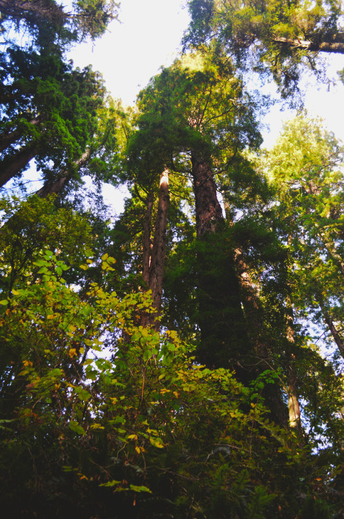 megarah-moon: Sequoia Park- Eureka, California (10/12/2019)♡ Prints and more at my Society6  ♡I