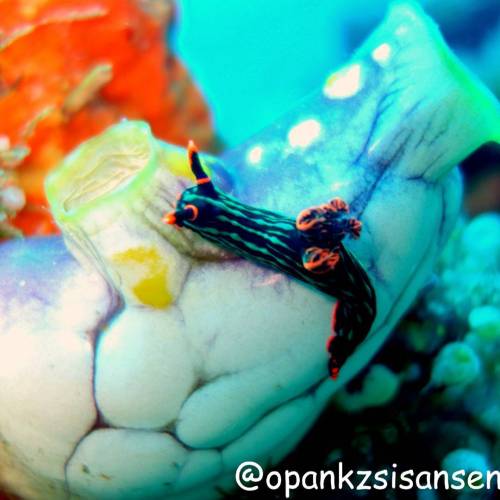 Nudi#kebonsayur #labuanbajo #cndive #komodo #flores #ntt #indonesia #scubadive #diving #underwater