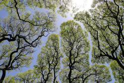 itscolossal:The Phenomenon Of “Crown Shyness” Where Trees Avoid Touching