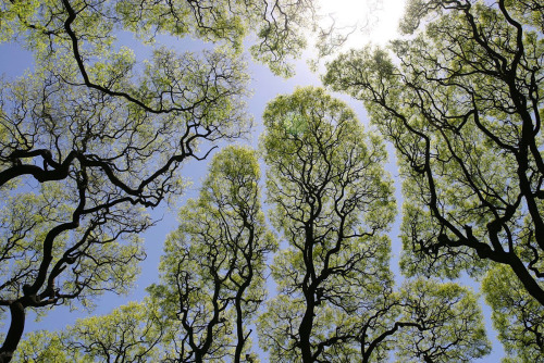 Sex itscolossal:The Phenomenon Of “Crown Shyness” pictures