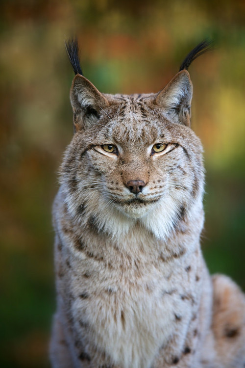 kingdom-of-the-cats:Lynx (by generalstussner)