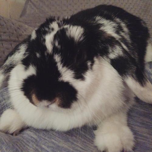 rabbitsoverload:Its Pudge! Doing her favourite activity, judging me…