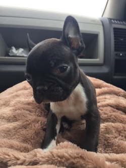 cute-overload:  My new buddy, Frankhttp://cute-overload.tumblr.com