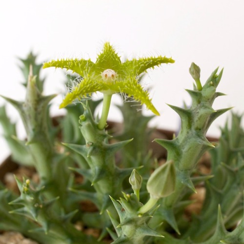 Orbea dummeri  (N.E. Br.) Bruynssynonym : Stapelia dummeri  N.E. Br.