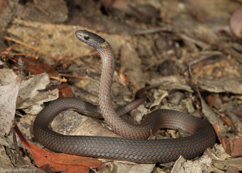 pogosticks:Mustard-Bellied Snake (Drysdalia rhodogaster) by Stephen Mahony