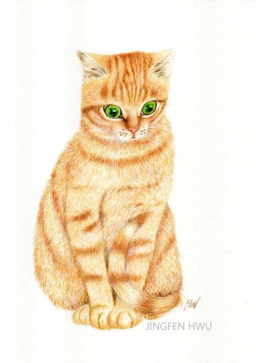 a ginger tabby cat by Jingfen Hwu, with watercolor