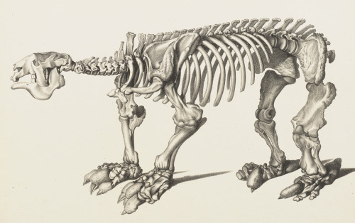 Megatherium - before 1880 - via Iconographia Zoologica