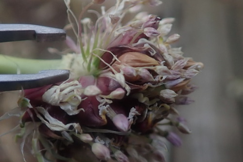 lazyevaluationranch:16/08/2020 Garlic plants clone themselves. When a plant grows bulbs at its 