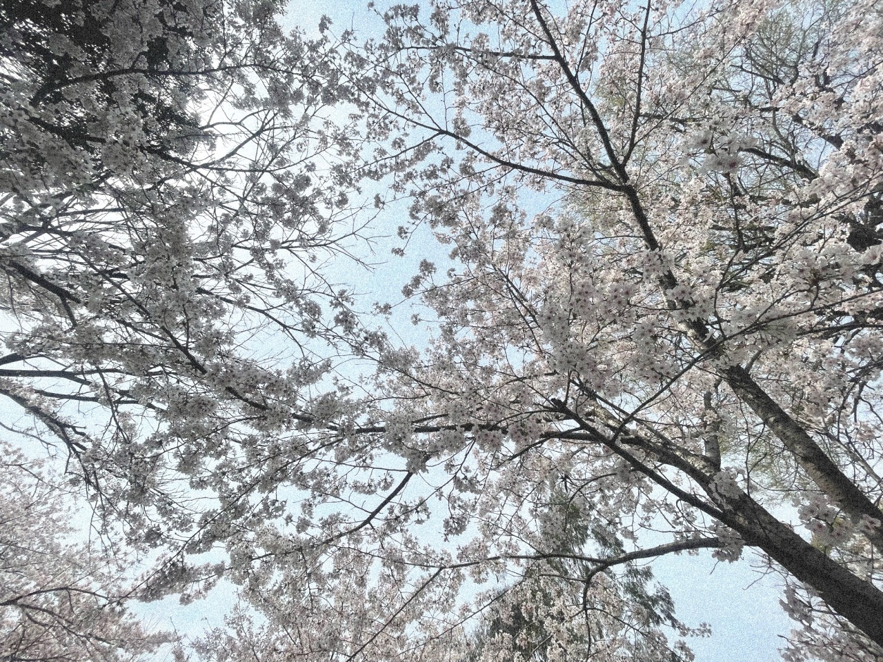 ただ 幸せになりたかった ただ 幸せになりたかった