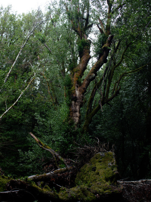 Gold Beach Myrtle tree - 2019