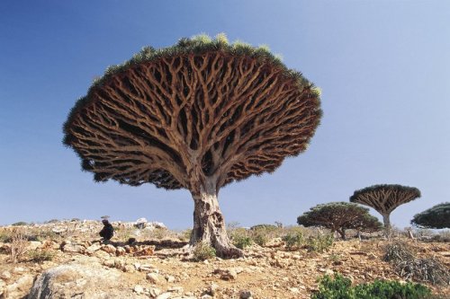 thepowerofahug:    Árbol dragón de Socotra, Yemén  