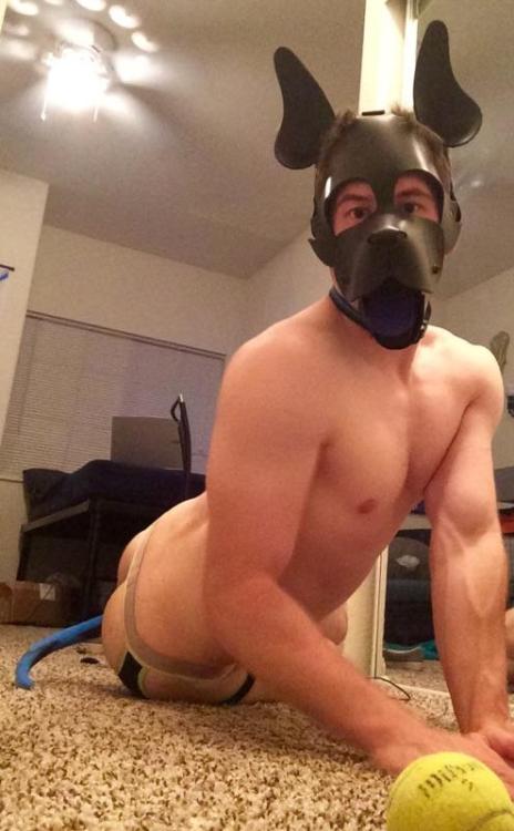 domtopdog:  theblupup:  Introducing Pup Arc! He recently got a harness and wanted to show it off to the world ;P  Hot pup!