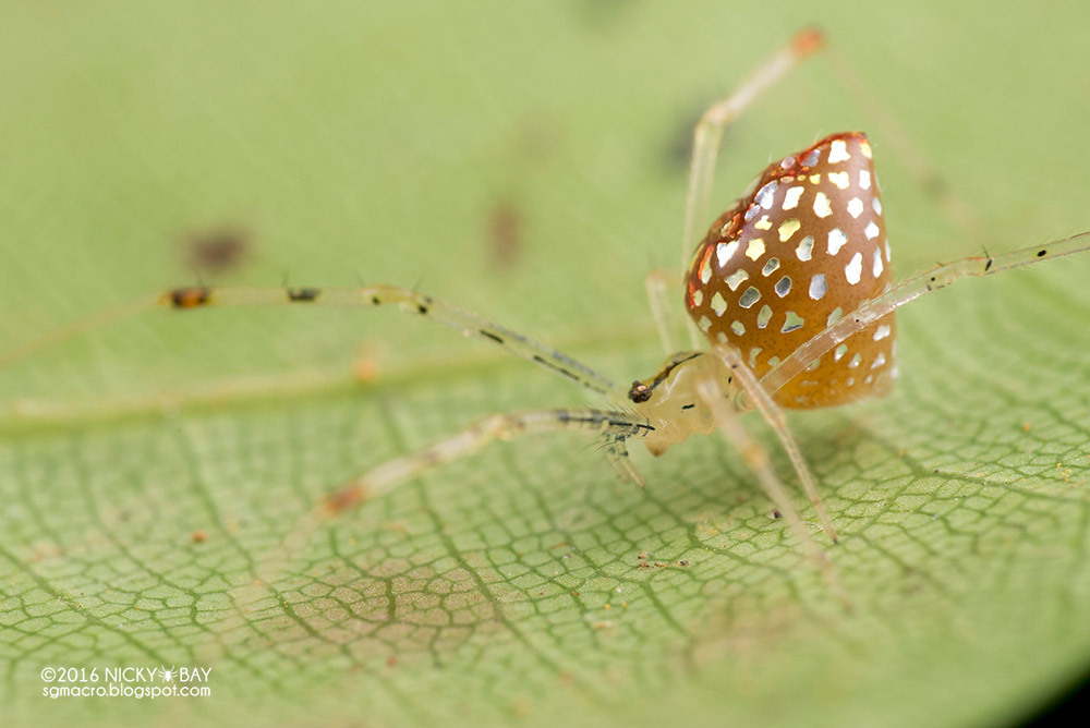 itscolossal:  Photographer Nicky Bay Documents Mirror Spiders Adjusting their Silver