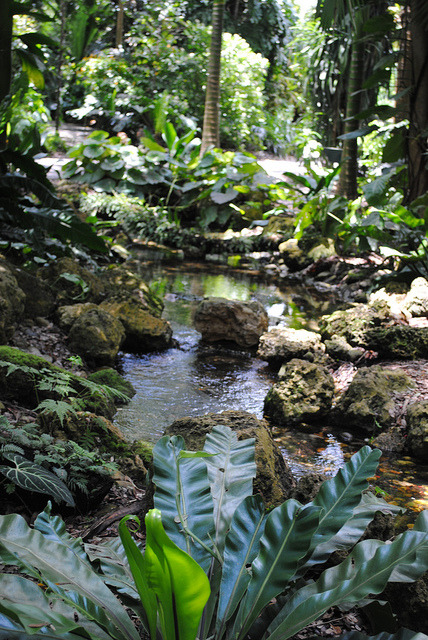 viridisvita: Curling leaf tips point to rainforest stream by jungle mama on Flickr.