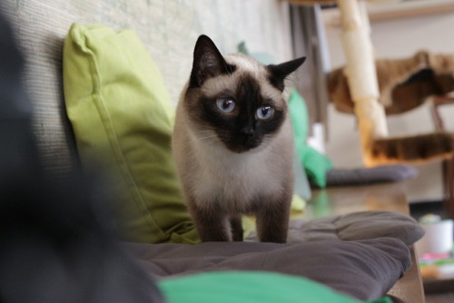 boschintegral: world-of-cats: The Cat Cafe Over all there were six adorable kittens. They had toys, 