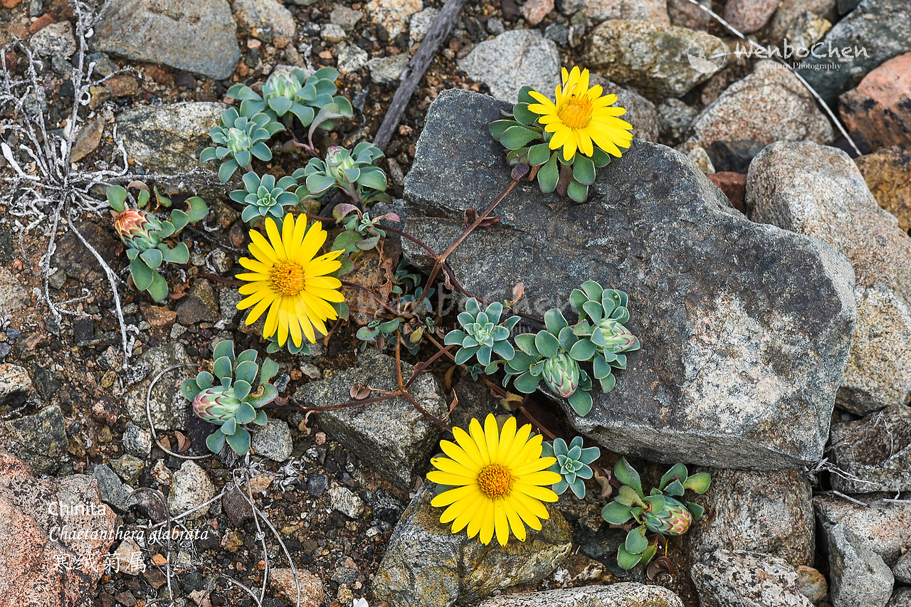 Chinita (Chaetanthera glabrata) 寒绒菊属 in Atacama desert, a cute annual daisy. Huasco Chile, Oct 2017.