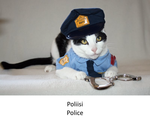 The Finnish police has employed the first police cat in its history, yay :) The super cute new emplo