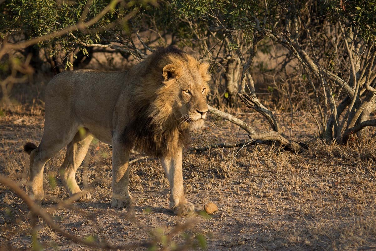 bigcatslions:  Photography Franscois Rosslee and Kosie Lategan, Pravir Patel, Terry