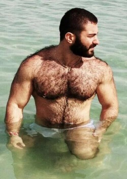 Musclebears & Co.