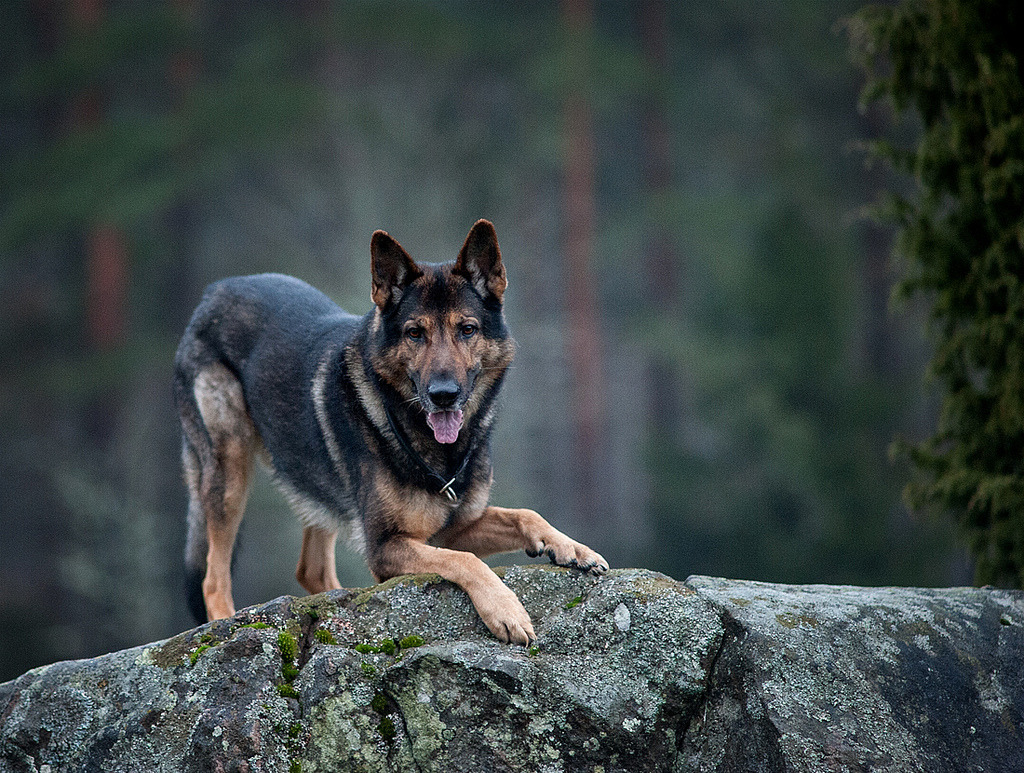 Fuck Yeah German Shepherds