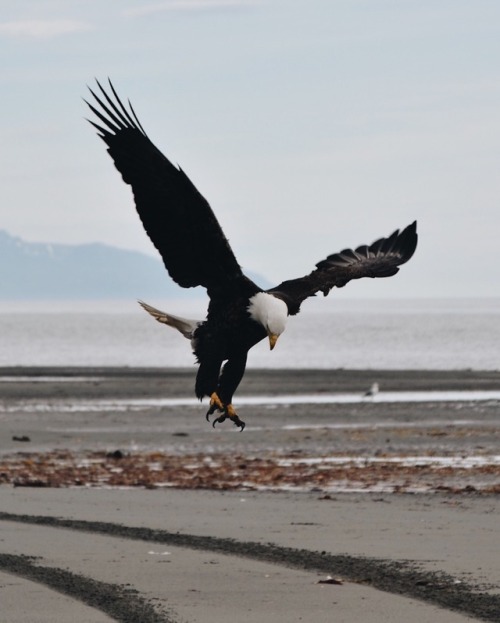 Bald eagle in Homer, Alaska