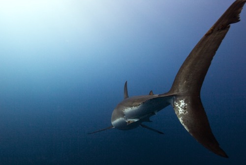 UNDERWATER.Art by Jorge Cervera Hauser.(b. in 1984).