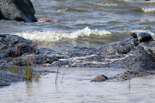 Östra lakholmsudden on Sibberön in lake Vänern, Sweden.