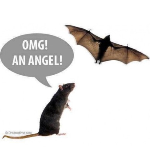 9gag:  An angel! 