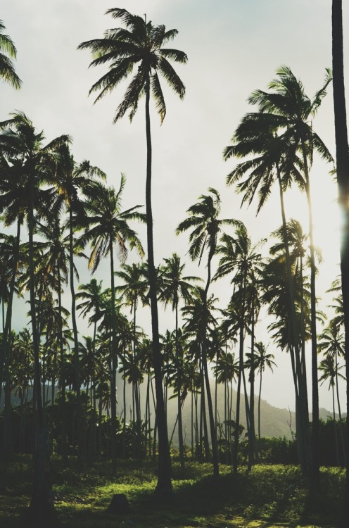 Tropical palm trees