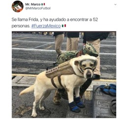 burymeinrosegold:  eleinkl:  Her name is Frida, and she has helped found 52 people.  Frida you’re doing amazing sweetie