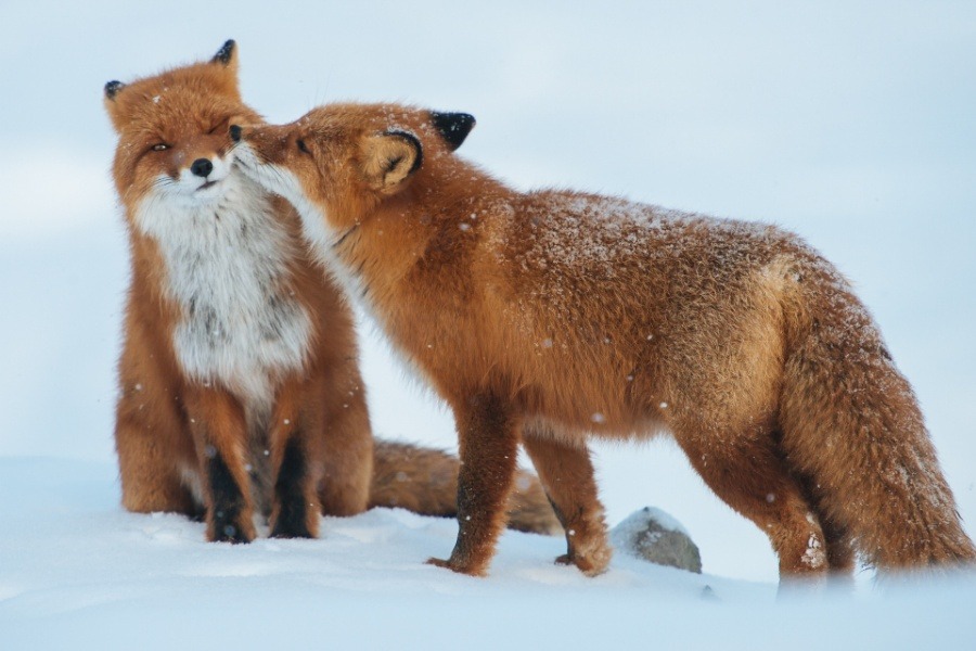 atomic-tourist:  gold-blooded-killer:  wolverxne:Foxes in Love | by; { Ivan Kislov