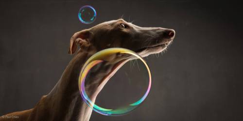 Porn photo thefrogman:  Dogs & Bubbles by Paul Croes