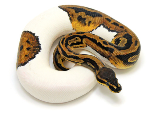 end0skeletal:end0skeletal:stillcoolmom:end0skeletal:A piebald or pied animal is one that has a patte