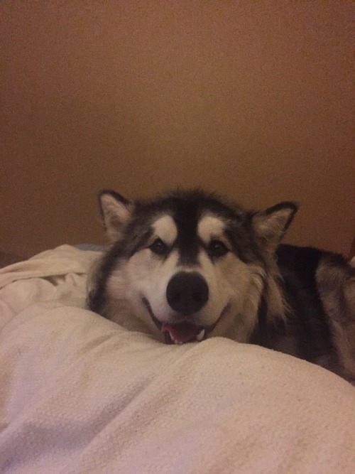 youcantseeme-can-you: I think Tig is defective, he is too silly, malamutes are supposed to be seriou