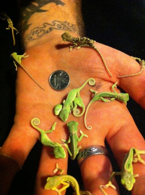 Porn photo essentiallyjesus:  lolshtus:  Tiny baby chameleons…