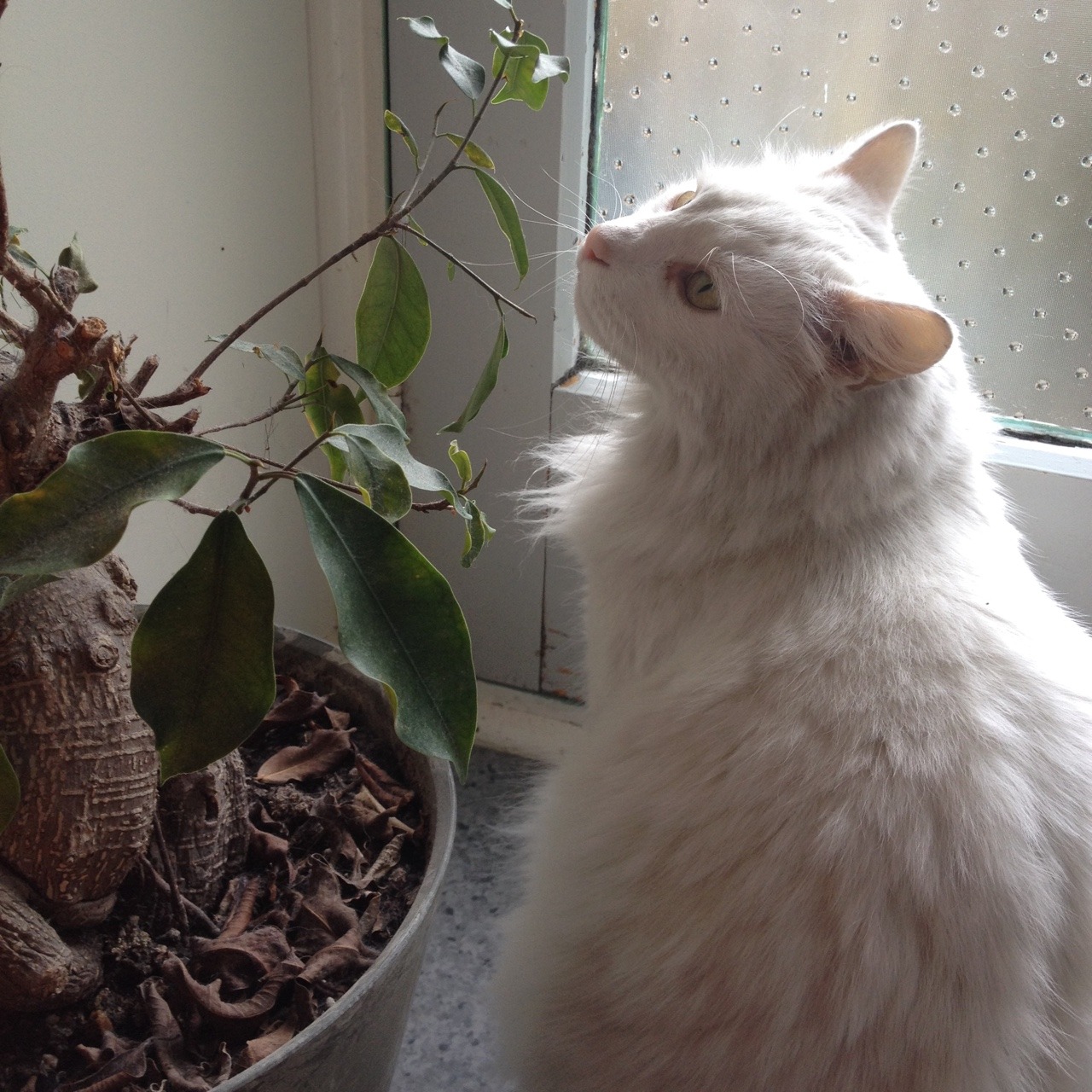 expllicity:  My fat fluffy kitty cat