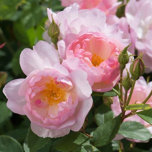 green-is-the-garden:    ’Scarborough Faire’ David Austin Roses.  