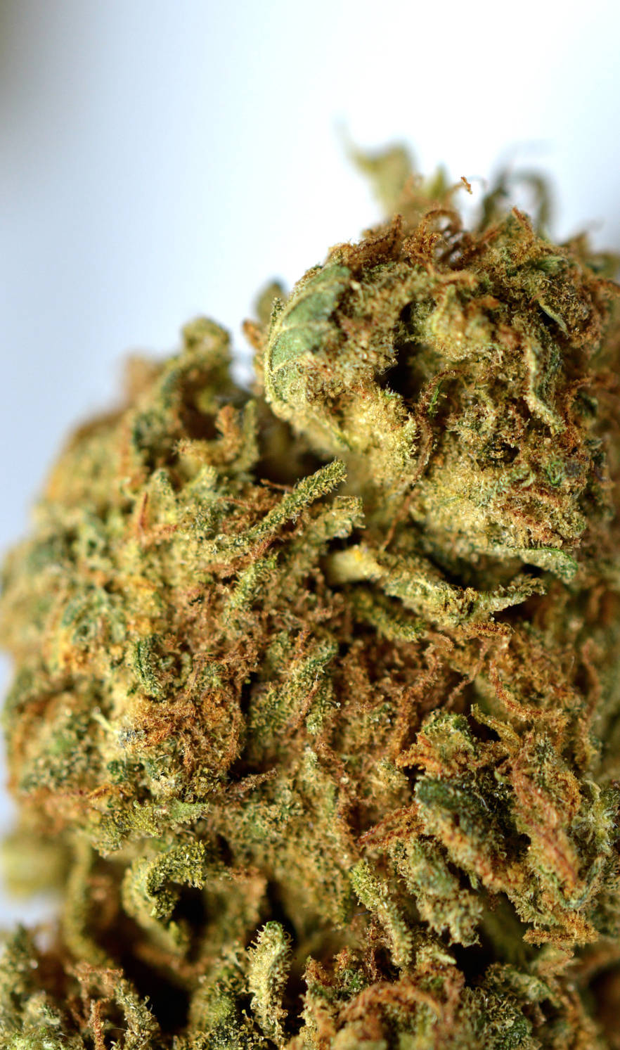thekushtribe-deactivated2015062:  JOIN THE TRIBE 