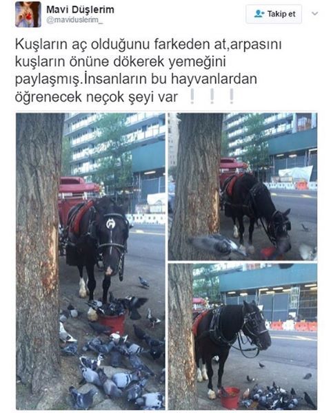 Kuşların aç olduğunu...