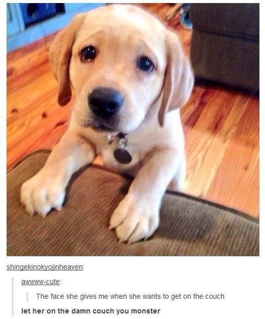 itsstuckyinmyhead:Dogs and Tumblr