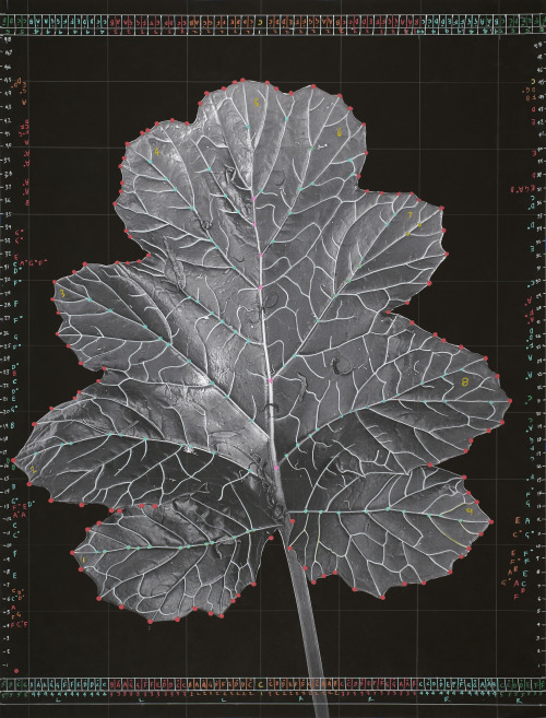 lucky-number-8: Dylan Martorell - Currently Unidentified Leaf (2021)